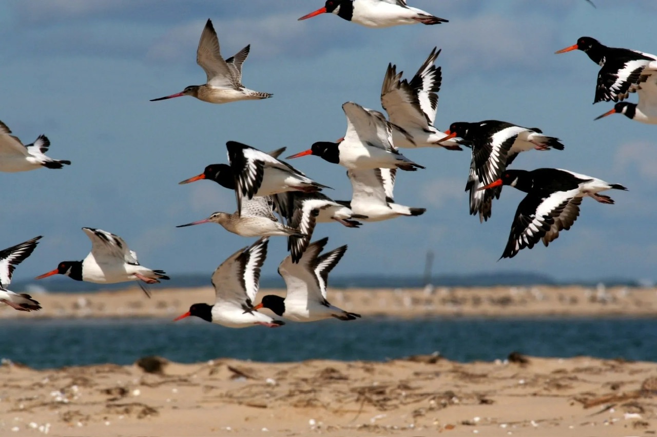 Oiseaux visibles sur le banc d’ARGUIN 📸 SEPANSO.ORG